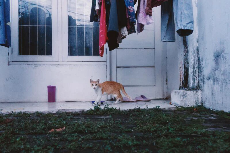 Ibwe the cat