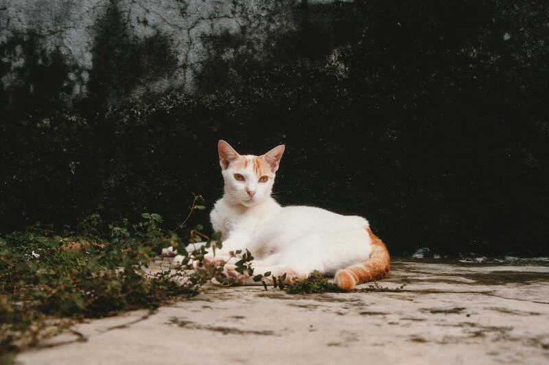 Wikiti the cat
